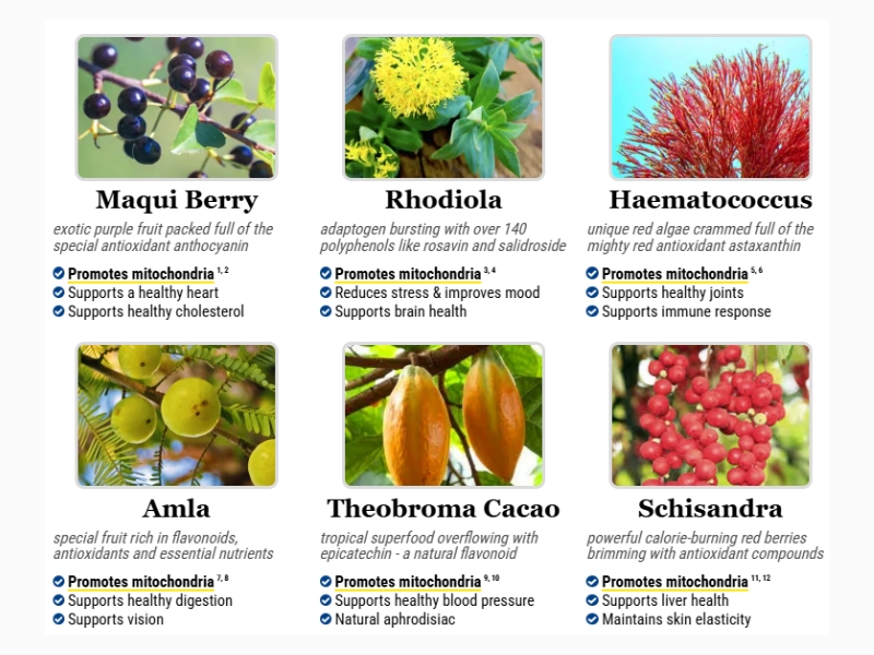 Mitolyn-Ingredients-2.jpg