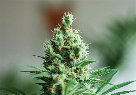 CBD Gummies: What You Need Everyone Unique to Know Before Buying Your ...