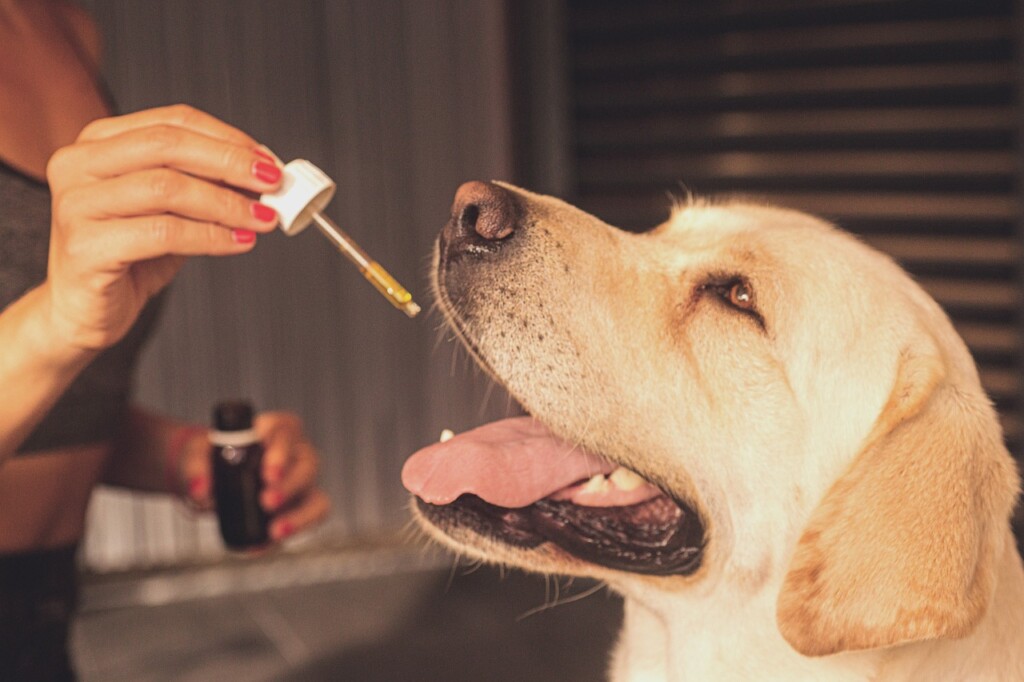 Why Pet Owners Are Choosing CBD Oil for Pets