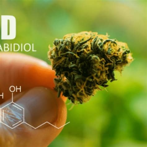 Quit Smoking CBD Gummies: Effective Aid for Nicotine Addiction