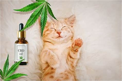 Top Benefits of CBD Cat Gummies: Why They're Essential for Your Feline