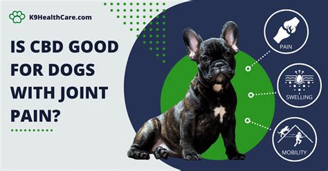 Alleviating Canine Joint Pain: The Benefits of CBD Gummies for Dogs with Joint Pain